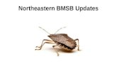 Northeastern BMSB Updates. To the best of my knowledge, BMSB has not been identified as an agricultural nor nuisance pest (yet) in Vermont. It has,