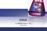 DNA The Molecule of Life: Replication. Replication: Why? When cells replicate, each new cell needs it’s own copy of DNA. Where? Nucleus in Eukaryotes.