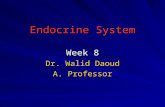 Endocrine System Week 8 Dr. Walid Daoud A. Professor