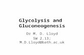 Glycolysis and Gluconeogenesis Dr M. D. Lloyd 5W 2.13; M.D.Lloyd@bath.ac.uk.