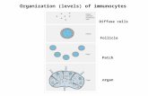 Organization (levels) of immunocytes Diffuse cells Follicle organ Patch.