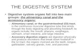 THE DIGESTIVE SYSTEM Digestive system organs fall into two main groups: the alimentary canal and the accessory organs: –Alimentary canal, or the gastrointestinal.
