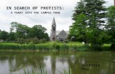 I N S EARCH OF P ROTISTS : A FORAY INTO THE CAMPUS POND Victoria Phu.