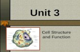 Unit 3 Cell Structure and Function. As Organisms Get Larger, Why do They Become Multi-cellular?
