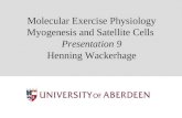 Molecular Exercise Physiology Myogenesis and Satellite Cells Presentation 9 Henning Wackerhage.