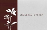 SKELETAL SYSTEM. The function of the skeletal system is to support and protect softer tissues, assist in movement, store minerals and adipose cells, and.