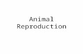 Animal Reproduction. Reproduction is asexual or sexual –asexual reproduction offspring genetically identical to parent and siblings saves costs of sexual.