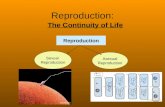 Reproduction: The Continuity of Life Reproduction Sexual Reproduction Asexual Reproduction.