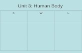 Unit 3: Human Body KWL. Body OrganizationCell  Tissue  Organ  Organ System Homeostasis: all things in the body are in balance.