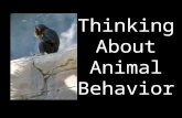 Thinking About Animal Behavior. Behaviors help animals to survive and reproduce How many behaviors can you identify in these pictures? Remember that behaviors.