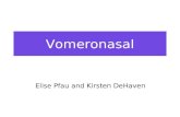 Vomeronasal Elise Pfau and Kirsten DeHaven. Where is it? There it is in a human! The Vomeronasal organ (VNO) is located in the nasal cavity on either.