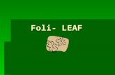 Foli- LEAF. Bifoliate  Adj  Having two leaves Defoliant  Noun  A chemical which makes the leaves drop off.