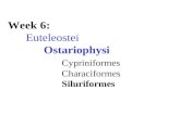 Week 6: Euteleostei Ostariophysi Cypriniformes Characiformes Siluriformes.