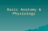 Basic Anatomy & Physiology. BonesProvide:  Protection  Support  Shape.