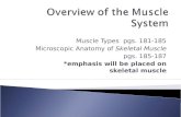 Muscle Types pgs. 181-185 Microscopic Anatomy of Skeletal Muscle pgs. 185-187 *emphasis will be placed on skeletal muscle.