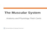 Associated Bodywork & Massage Professionals The Muscular System Anatomy and Physiology Flash Cards.