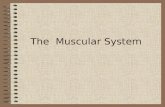 The Muscular System I. Types of muscles A.Skeletal 1. Voluntary…under conscious control 2.Striated 3.Result in the movement of bones at articulations.