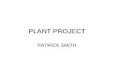 PLANT PROJECT PATRICK SMITH. Desert Plant Paint Brush Range Sonoran and Great Basin deserts of eastern califona, northern Arizona and northwestern New.