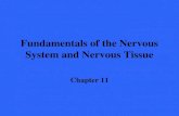 Fundamentals of the Nervous System and Nervous Tissue Chapter 11.