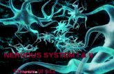 NERVOUS SYSTEM I & II Chapter 10 &11. Nervous System Central Nervous System (CNS) – brain and spinal cordCentral Nervous System (CNS) – brain and spinal.