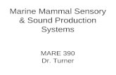 Marine Mammal Sensory & Sound Production Systems MARE 390 Dr. Turner.