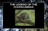 THE LEGEND OF THE CHUPACABRAS. WHAT IS THE CHUPACABRAS? The Chupacabras, in South American legends, is a horrible monster that kills the cattle. The legend.
