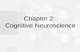 Cognitive Psychology, Sixth Edition, Robert J. Sternberg Chapter 2 Chapter 2: Cognitive Neuroscience.
