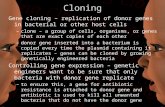 Cloning Gene cloning – replication of donor genes in bacterial or other host cells –clone – a group of cells, organisms, or genes that are exact copies.