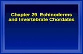Chapter 29 Echinoderms and Invertebrate Chordates.