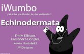 Echinodermata Emily Ellinger, Cassandra Dengler, Kevin Hartsfeld, JP Detzner.