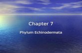 Chapter 7 Phylum Echinodermata. Characteristics: Characteristics: –Name means “spiny skin" –Endoskeleton –Water vascular system with tube feet important.