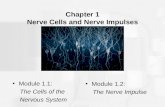 Chapter 1 Nerve Cells and Nerve Impulses Module 1.1: The Cells of the Nervous System Module 1.2: The Nerve Impulse.