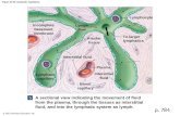 © 2015 Pearson Education, Inc. Figure 22-2b Lymphatic Capillaries. Incomplete basement membrane Lymph flow Lymphocyte To larger lymphatics Areolar tissue.