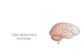 THE NERVOUS SYSTEM. Divisions of the nervous system.
