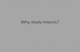 Why study insects?. Number of Species: 1.7-1.9 million described/named – estimates as high as 5-500 million ~900,000 described insects e.g., >50% of everything.