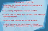 Carbon Cycle  Exchange of carbon between environment & living things.  All living organisms contain carbon  Plants use CO 2 from air to make food through.