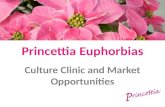 Princettia Euphorbias Culture Clinic and Market Opportunities.
