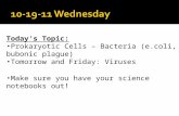 Today’s Topic: Prokaryotic Cells – Bacteria (e.coli, bubonic plague) Tomorrow and Friday: Viruses Make sure you have your science notebooks out!