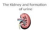 The Kidney and formation of urine. Objectives State the main functions of the kidney Label a diagram to illustrate the location of the kidneys, ureters.