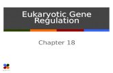 Eukaryotic Gene Regulation Chapter 18. Slide 2 of 25 Overview  Eukaryotes can regulate gene expression at multiple stages from gene to functional protein.