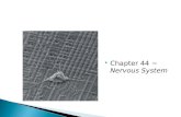 Chapter 44 ~ Nervous System.  Effector cells~ muscle or gland cells  Nerves~ bundles of neurons wrapped in connective tissue  Central nervous system.
