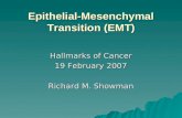 Epithelial-Mesenchymal Transition (EMT) Hallmarks of Cancer 19 February 2007 Richard M. Showman.