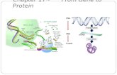 Chapter 17~ From Gene to Protein Protein Synthesis: overview One gene-one enzyme hypothesis (Beadle and Tatum) One gene-one polypeptide (protein) hypothesis.