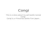 Congi This is a story about my pet beetle named Congi. Congi is a rhinoceros beetle from Japan.