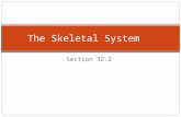 Section 32.2 The Skeletal System Structure of the Skeletal System Consists of two divisions. 32.2 The Skeletal System  The axial skeleton: skull, vertebral.