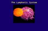 The Lymphatic System. Functions Of The Lymphatic System Transport Excess Interstitial Fluid Back To Bloodstream Transport Dietary Lipids House Lymphocytes.