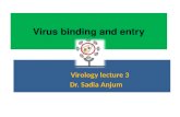 Virus binding and entry Virology lecture 3 Dr. Sadia Anjum.