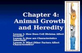 Chapter 4: Animal Growth and Heredity Lesson 1: How Does Cell Division Affect Growth? Lesson 2: How are Characteristics Inherited? Lesson 3: What Other.