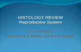 HISTOLOGY REVIEW Reproductive System Dr. Tim Ballard Department of Biology and Marine Biology.