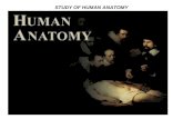 STUDY OF HUMAN ANATOMY. ANATOMY OF THE ABDOMEN DEFINITION OF ABDOMEN A region of the body bounded by the following regions:-A region of the body bounded.